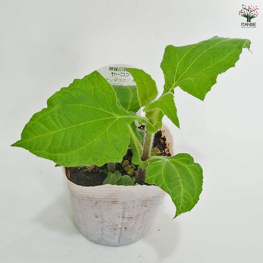 ヤーコンの苗 アンデスの雪＆乙女 各2個～ 【野菜の苗 3.5号】