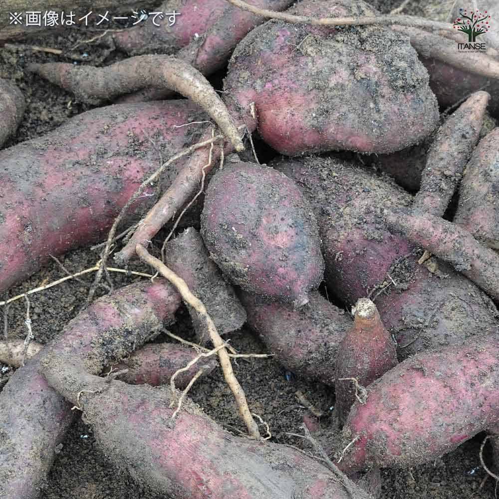 ヤーコンの苗 アンデスの雪＆乙女 各2個～ 【野菜の苗 3.5号】