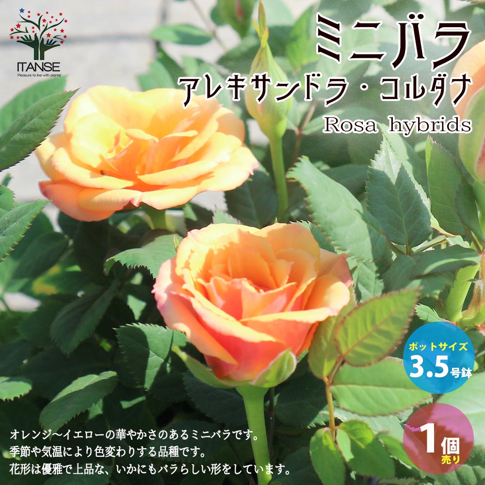 アレキサンドラ・コルダナ