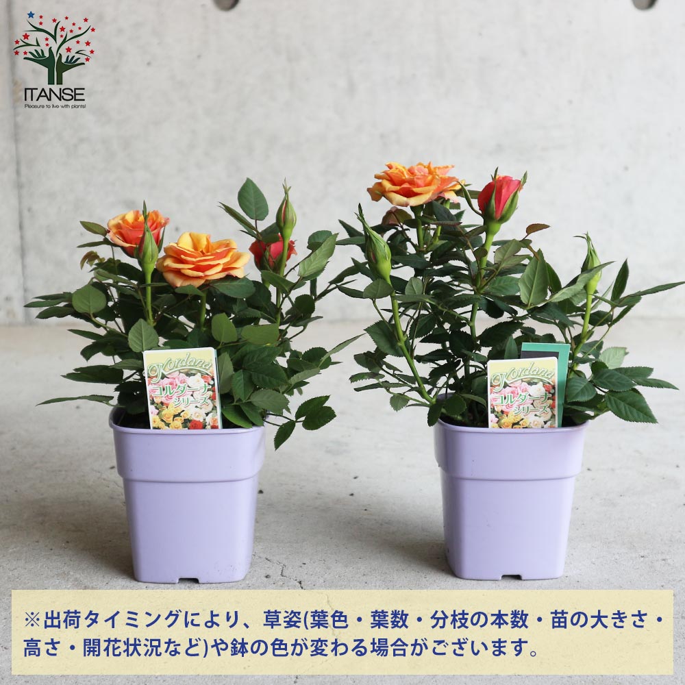 アレキサンドラ・コルダナ【花苗 3.5号鉢 ミニバラ/1個売り】