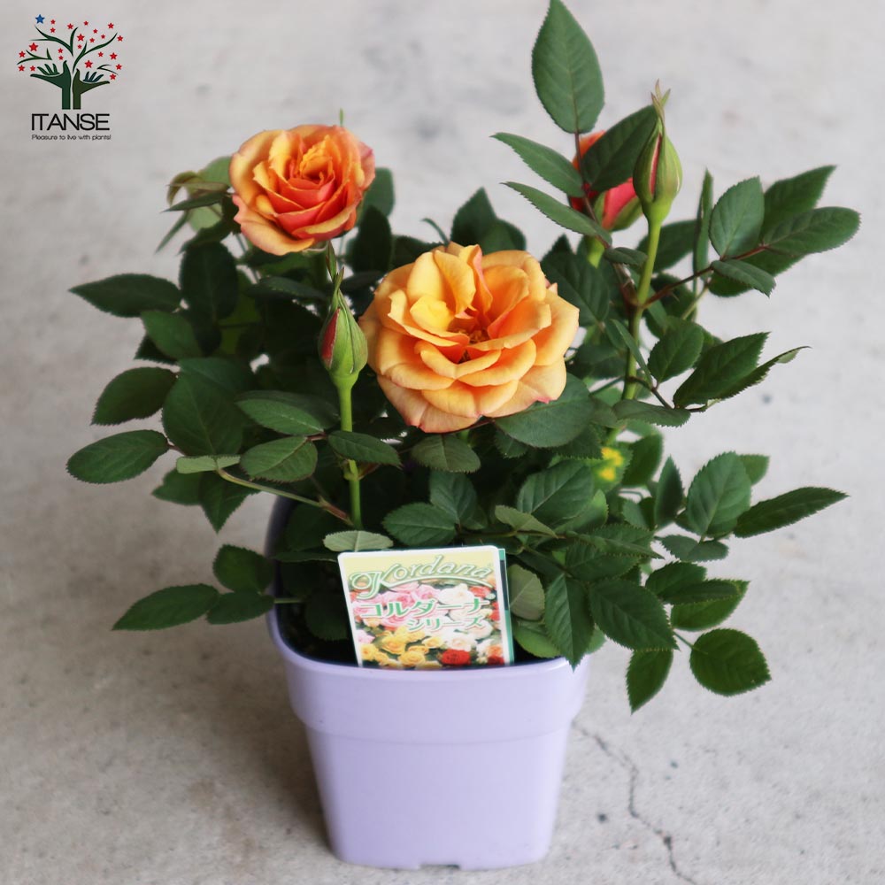 アレキサンドラ・コルダナ【花苗 3.5号鉢 ミニバラ/1個売り】