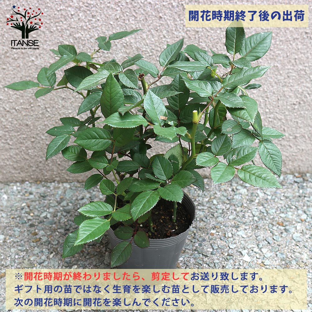 アレキサンドラ・コルダナ【花苗 3.5号鉢 ミニバラ/1個売り】