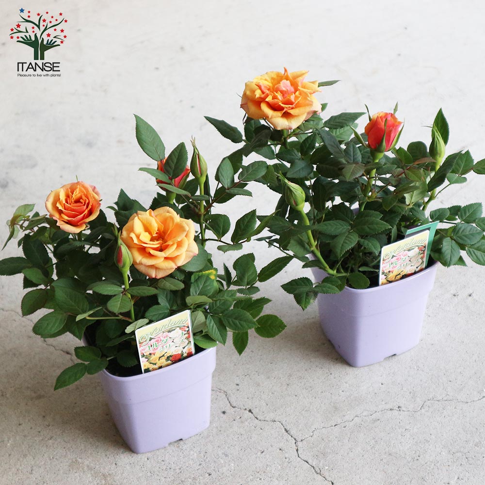 アレキサンドラ・コルダナ【花苗 3.5号鉢 ミニバラ/1個売り】