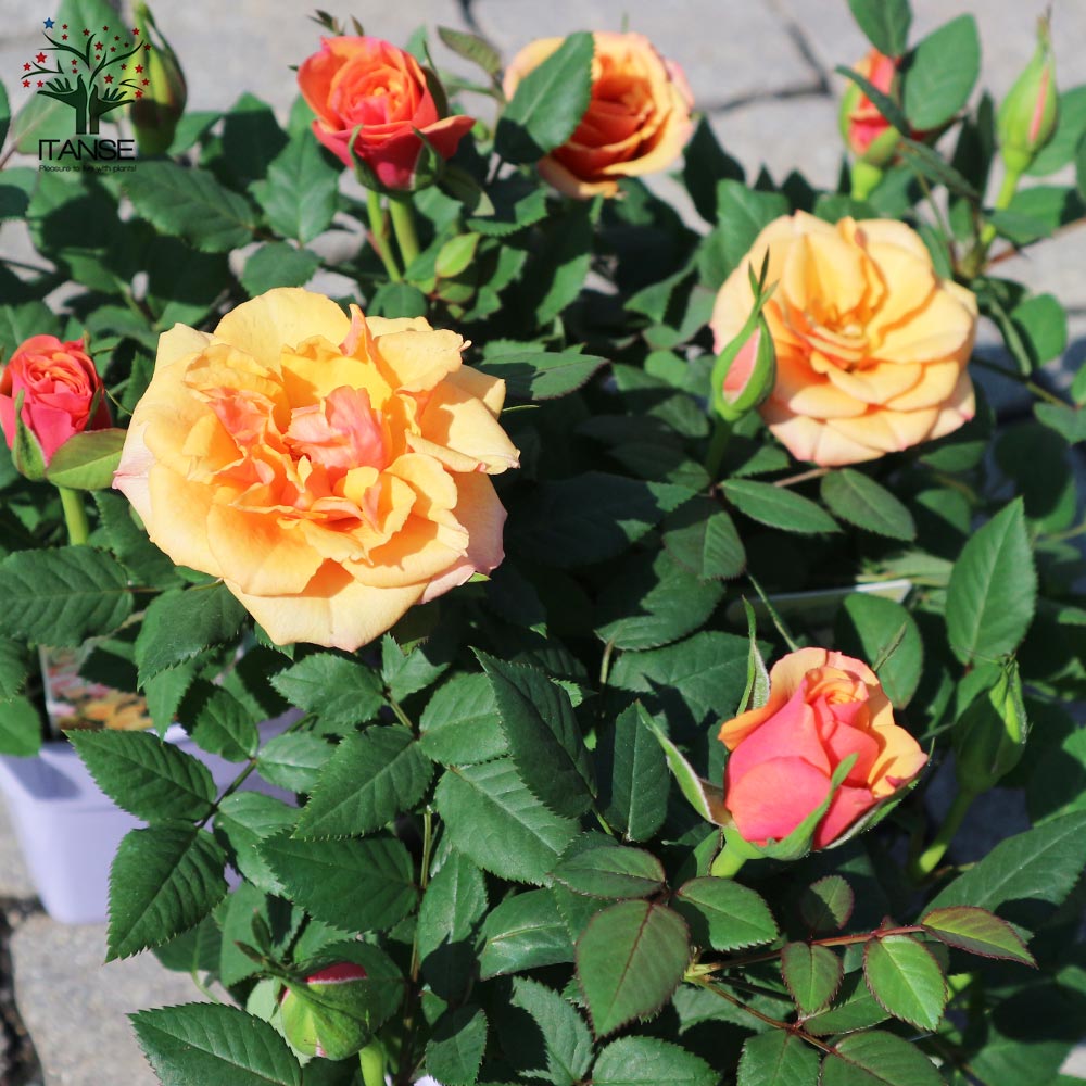 アレキサンドラ・コルダナ【花苗 3.5号鉢 ミニバラ/1個売り】