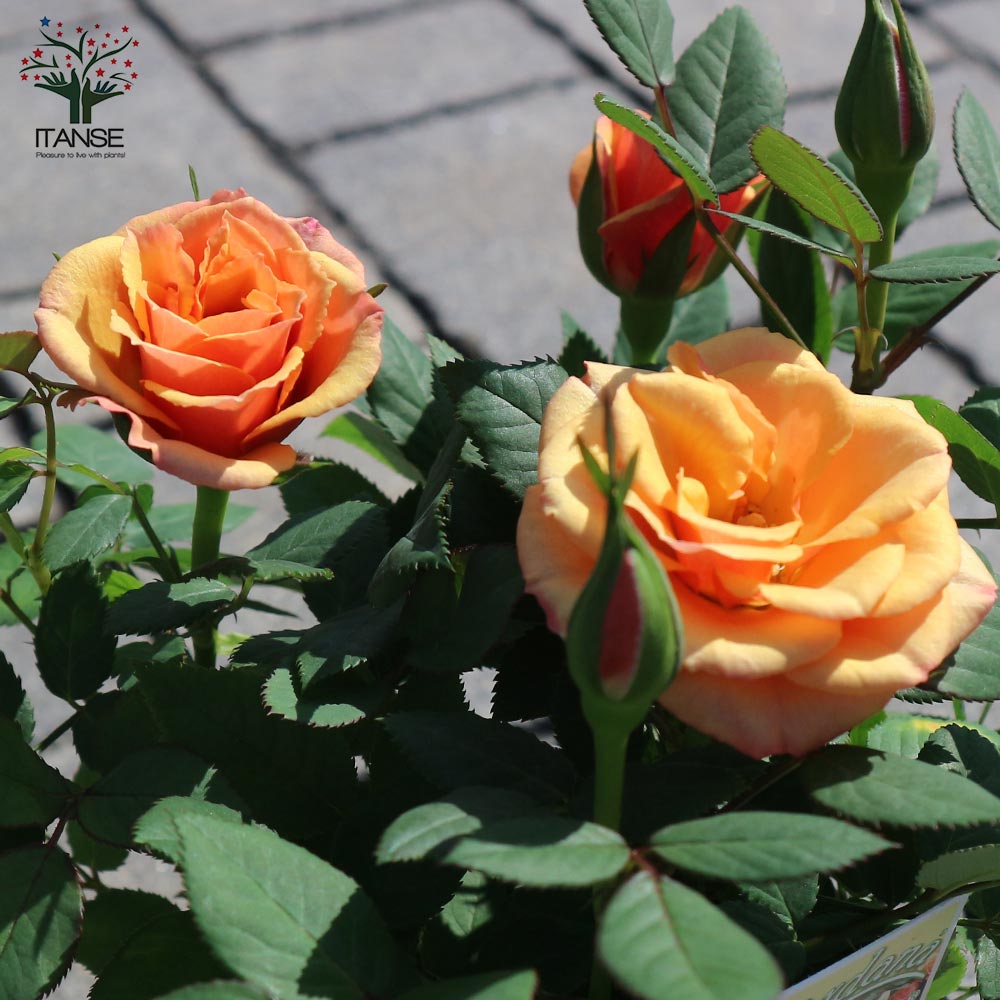 アレキサンドラ・コルダナ【花苗 3.5号鉢 ミニバラ/1個売り】