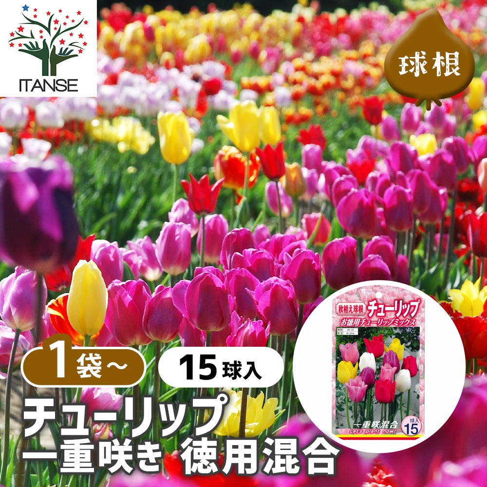 球根 一重咲きチューリップ混合 【花球根 15球入】｜ 【植物の