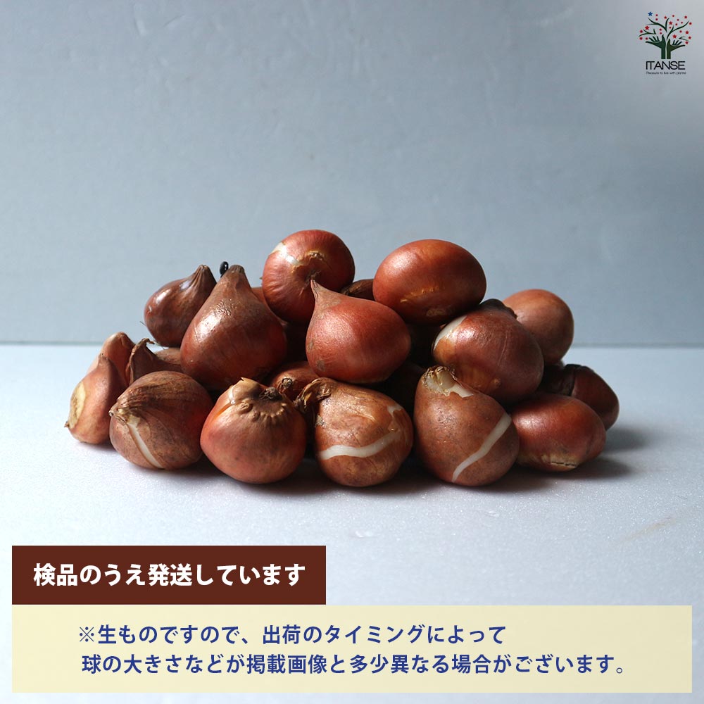 球根 一重咲きチューリップ混合 【花球根 15球入】｜ 【植物の