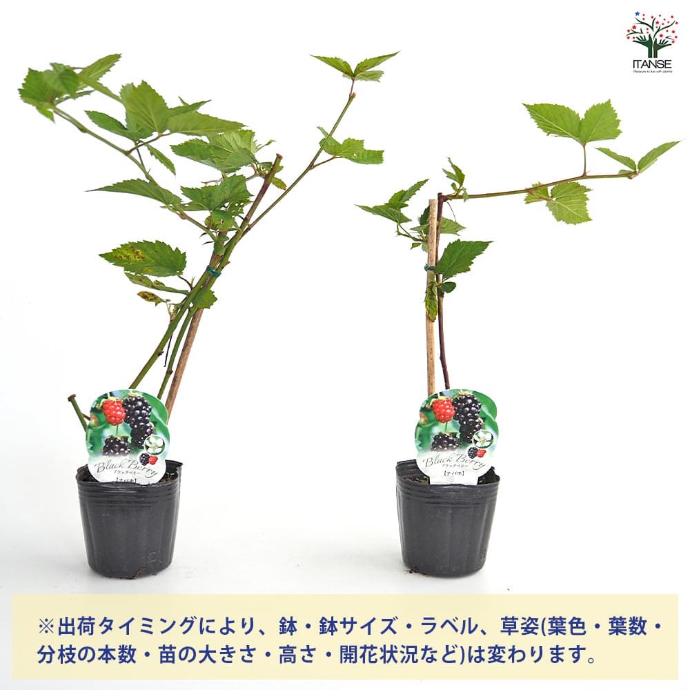 ブラックベリー ナバホ 【果樹の苗 3号】｜ 【植物のITANSE