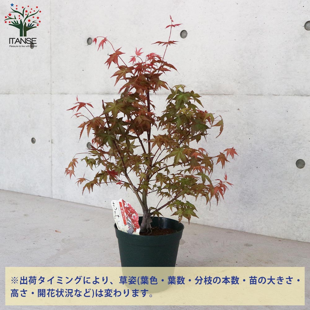 モミジ 青崖 1.5m 露地 苗木 オンライン ショップ