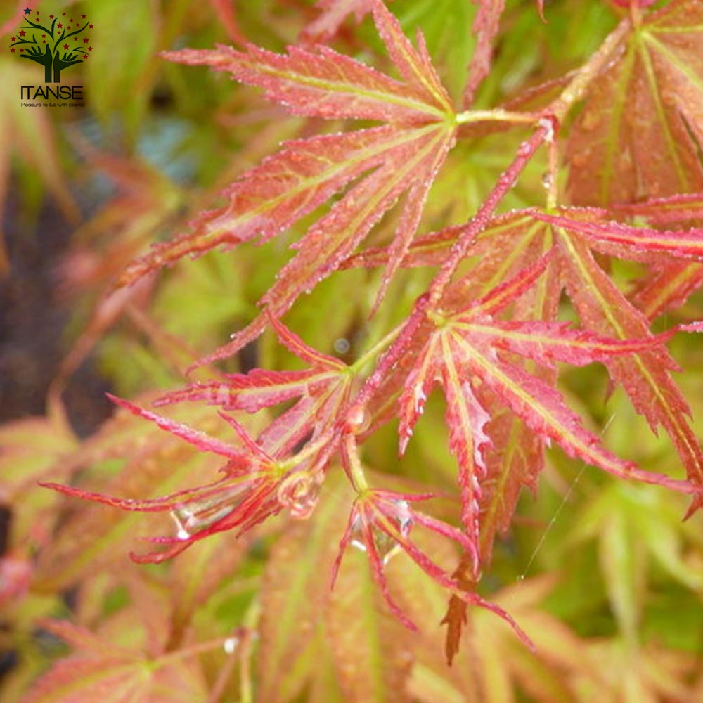 モミジ(カエデ)の苗木 品種：青崖(セイガイ)【庭木 6号鉢 接木苗／1個