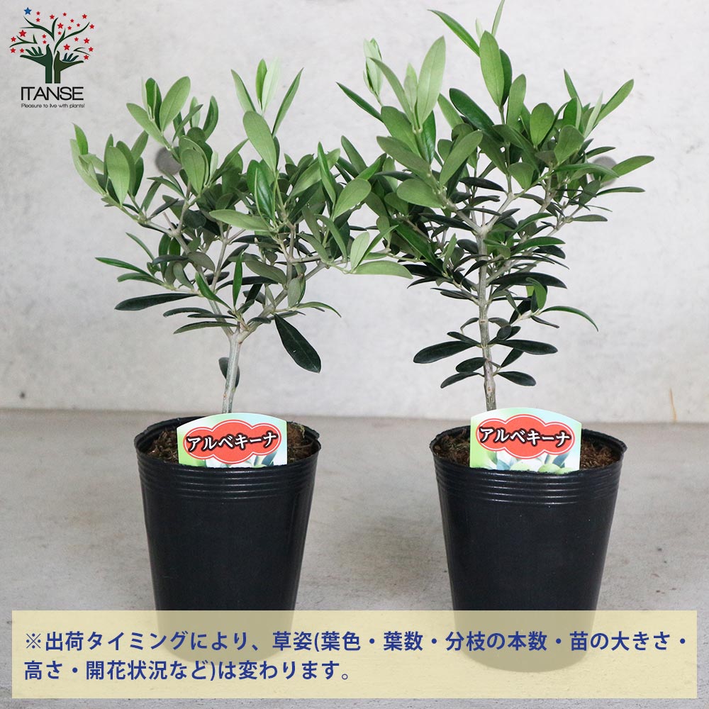 オリーブの苗木 品種：アルベキナ【果樹の苗木4号ポット苗／1個売り