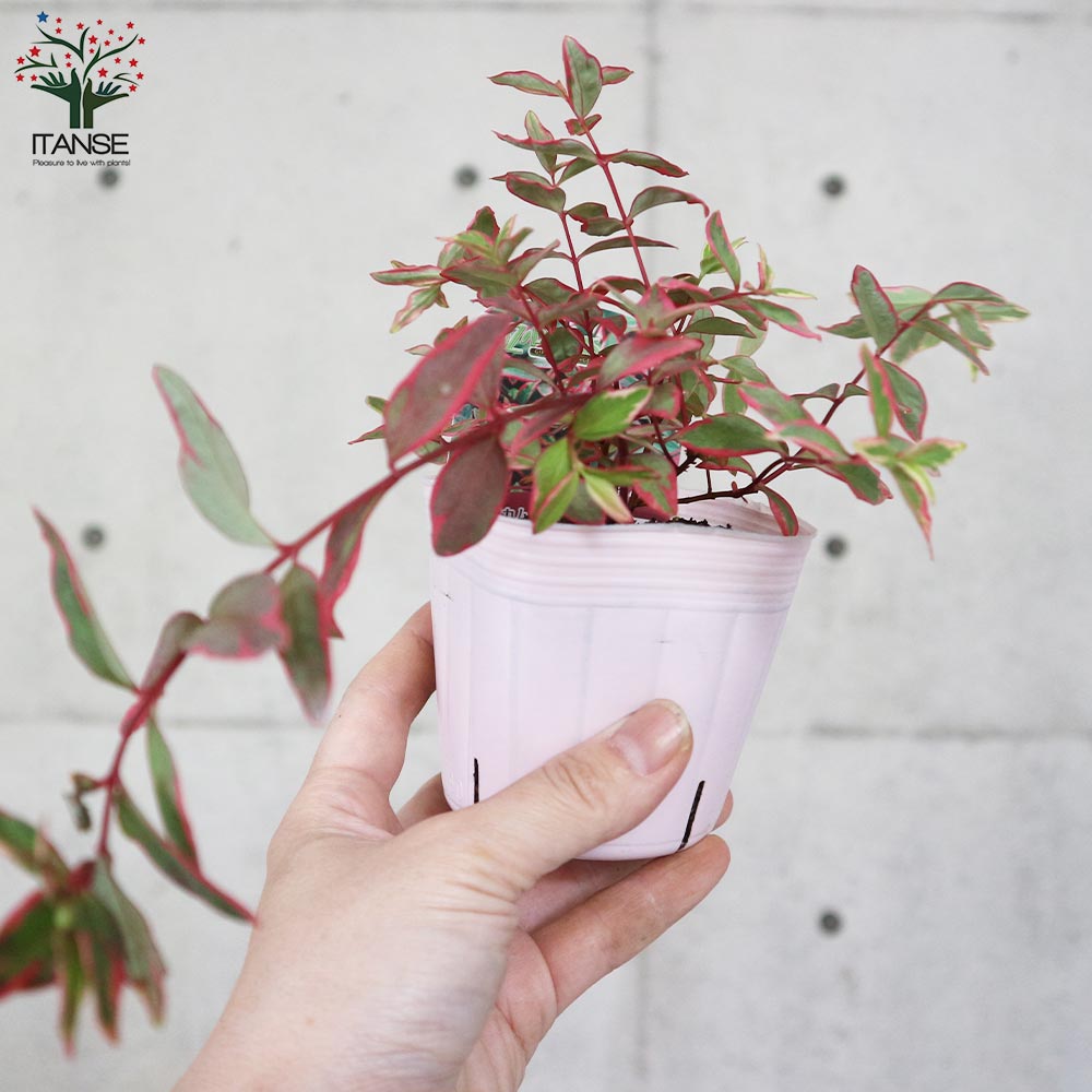 売れ筋アイテムラン ヒペリカム トリカラーカラリーフ 寄せ植え 人気 ガーデニング Megjc Gov Jm