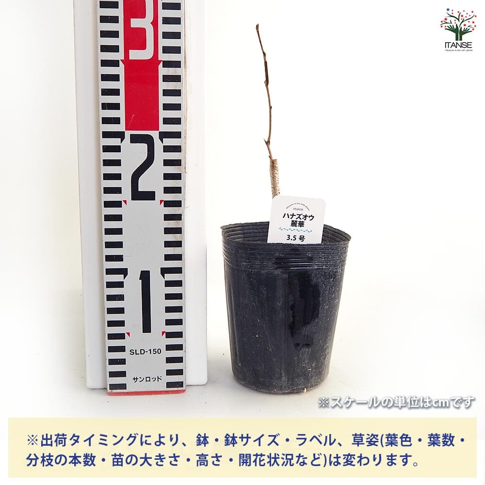 ハナズオウ 麗華 【花木苗 3.5号】｜ 【植物のITANSE】全品送料