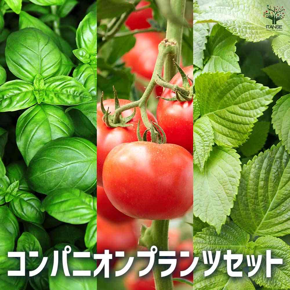 コンパニオンプランツセット【野菜の苗 3.5号】
