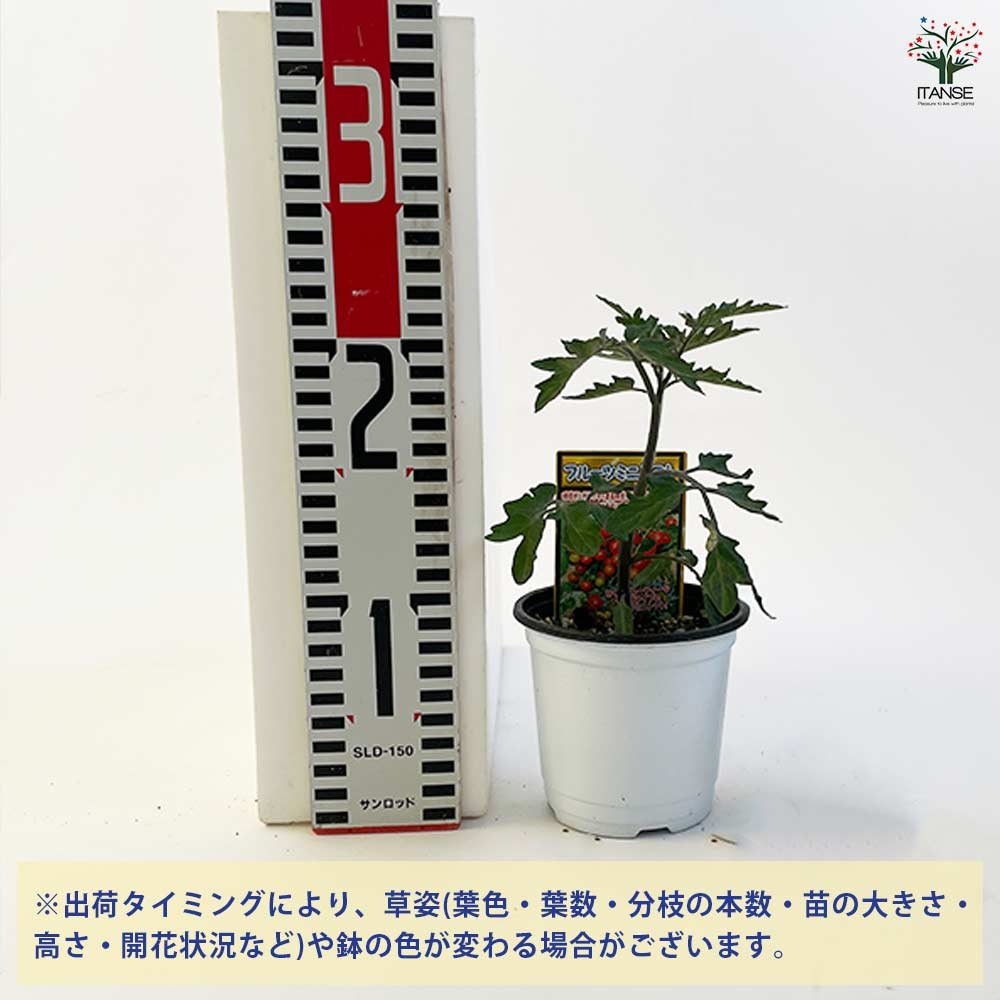 コンパニオンプランツセット【野菜の苗 3.5号】