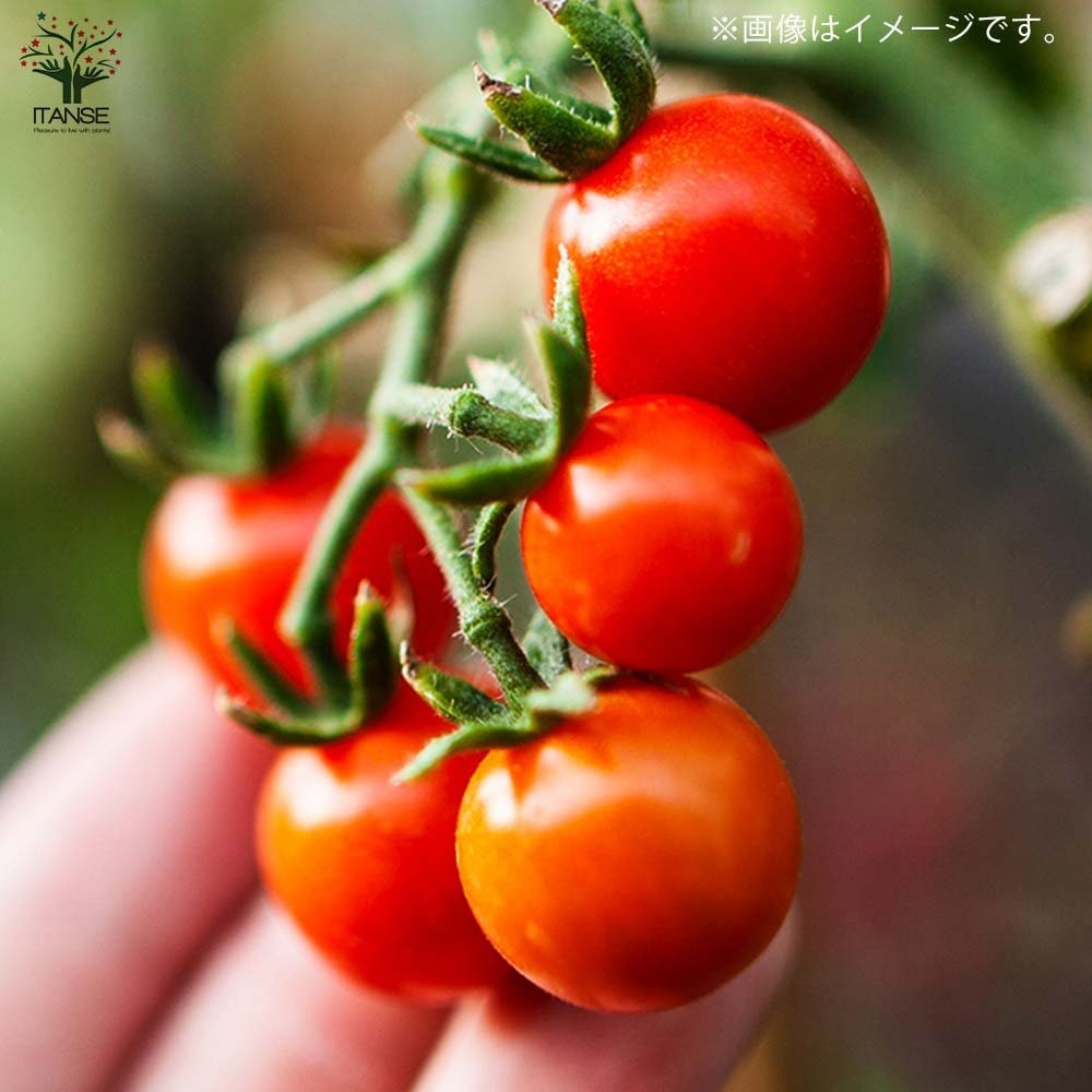 コンパニオンプランツセット【野菜の苗 3.5号】