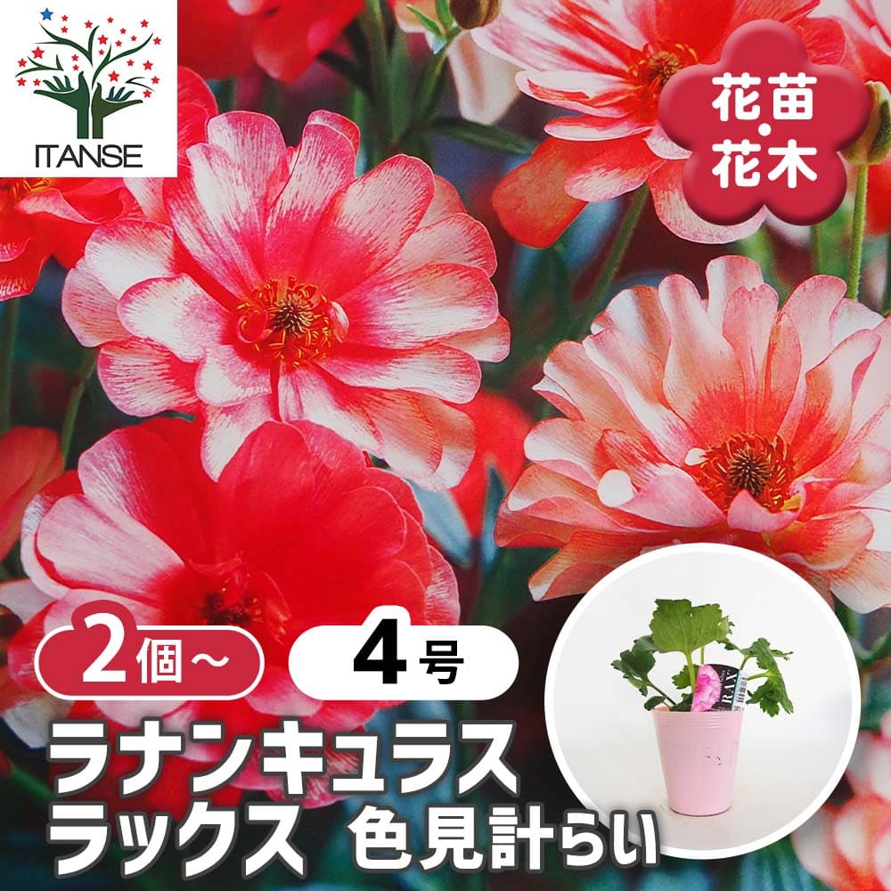 ラナンキュラス ラックス色品種見計い2個～ 【花苗 4号】｜ 【植物の