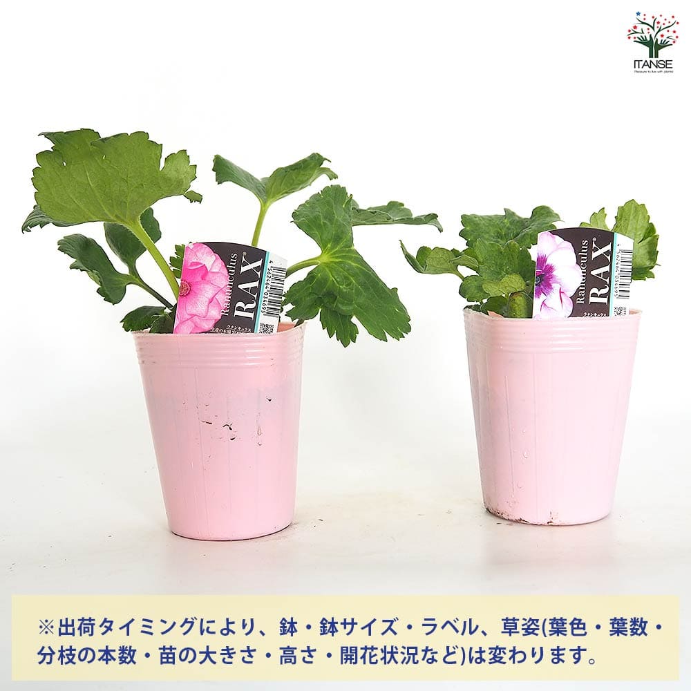ラナンキュラス ラックス色品種見計い2個～ 【花苗 4号】｜ 【植物の