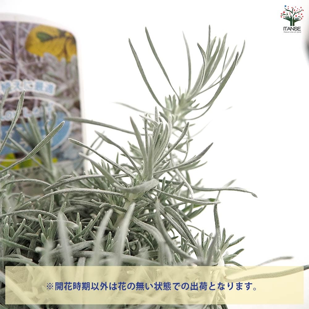 ヘリクリサム シルバーカリー 【花苗 3号】｜ 【植物のITANSE