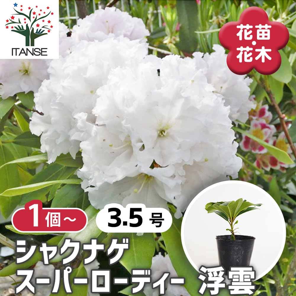シャクナゲ スーパーローディー浮雲 【花木苗 3.5号】｜ 【植物の