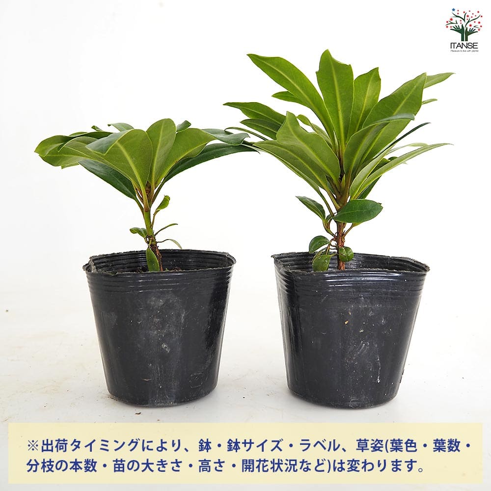 【花木】シャクナゲ 石楠花 スーパーローディー浮雲 鉢ごと発送‼️ラベル付き シャクナゲ スーパーローディー浮雲 【花木苗 3.5号】｜ 【植物の