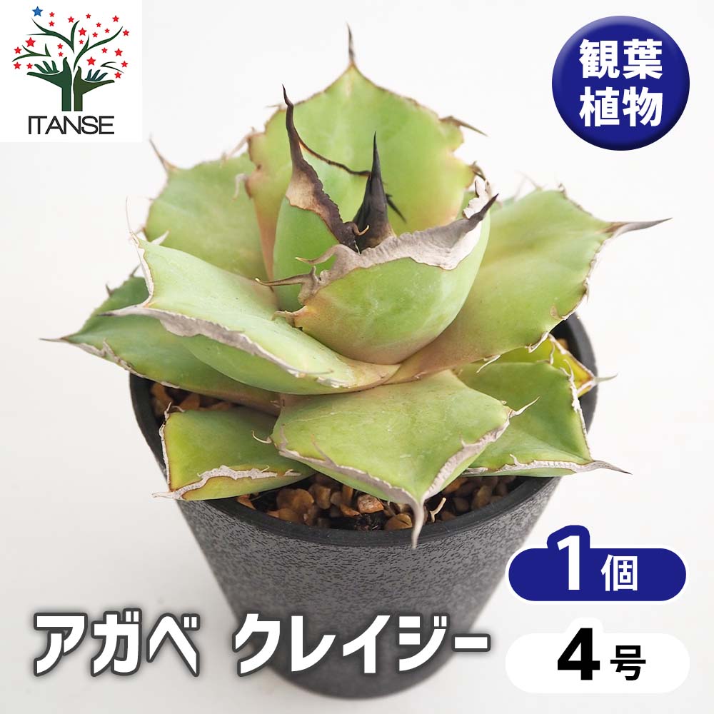 アガベ　観葉植物　多肉植物 agave isthmensis /アガベ カブトガニ 【観葉植物】【多肉植物