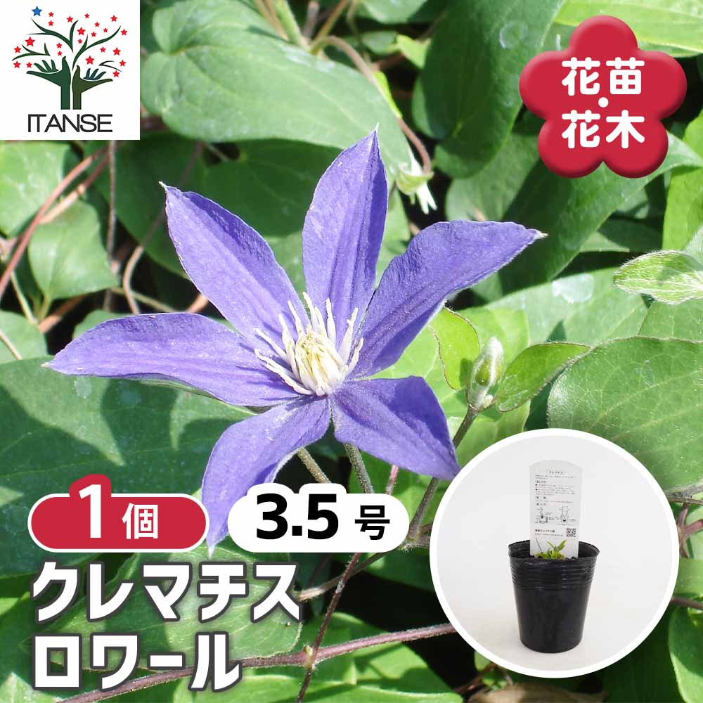 クレマチス ロワール 【花苗 3.5号／1個売り】｜ 【植物のITANSE