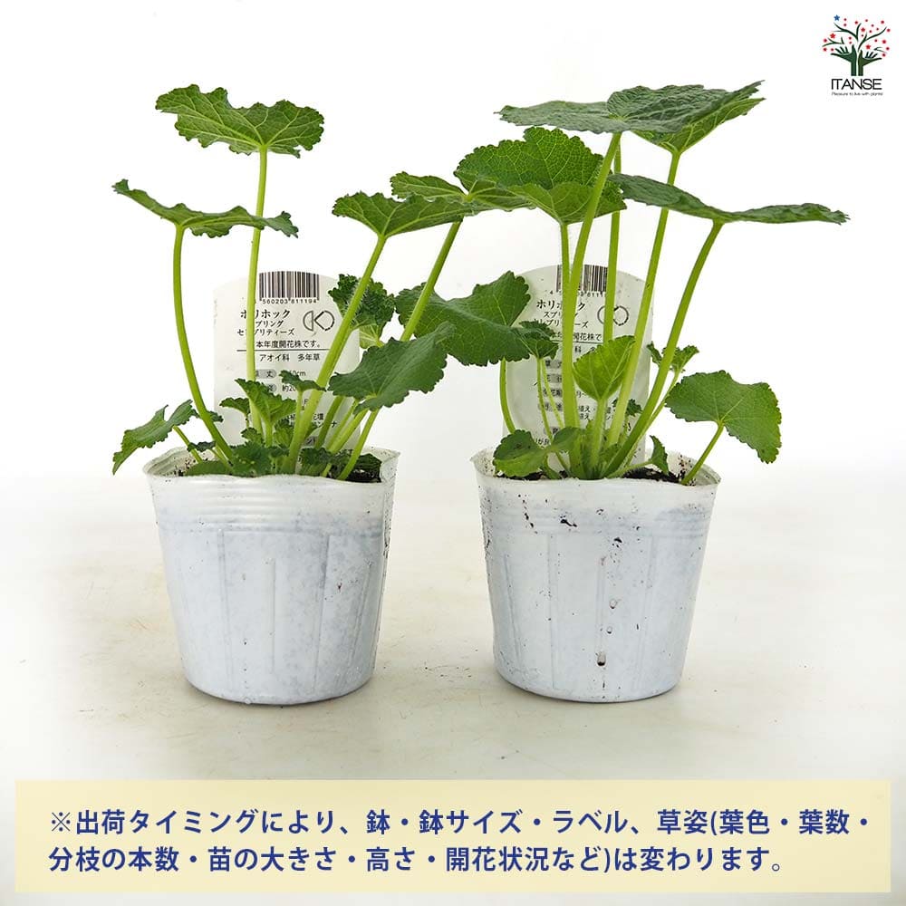 ホリホック スプリングセレブリティーズ イエロー 【花苗 3号