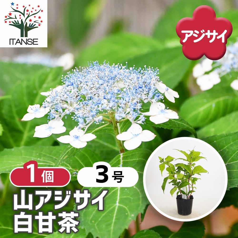 山アジサイ 白甘茶 【花木苗 3号／1個売り】｜ 【植物のITANSE