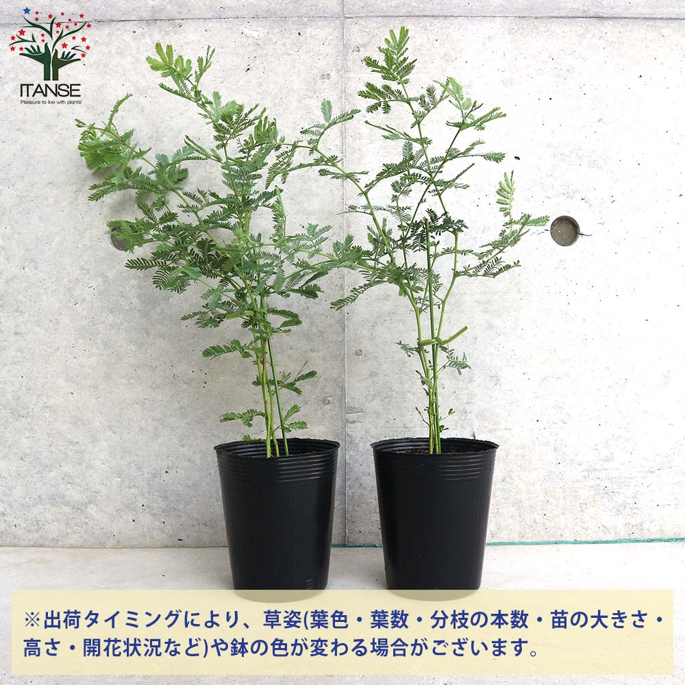 アカシア・ミモザアカシア【庭木 3.5号ポット／1個売り