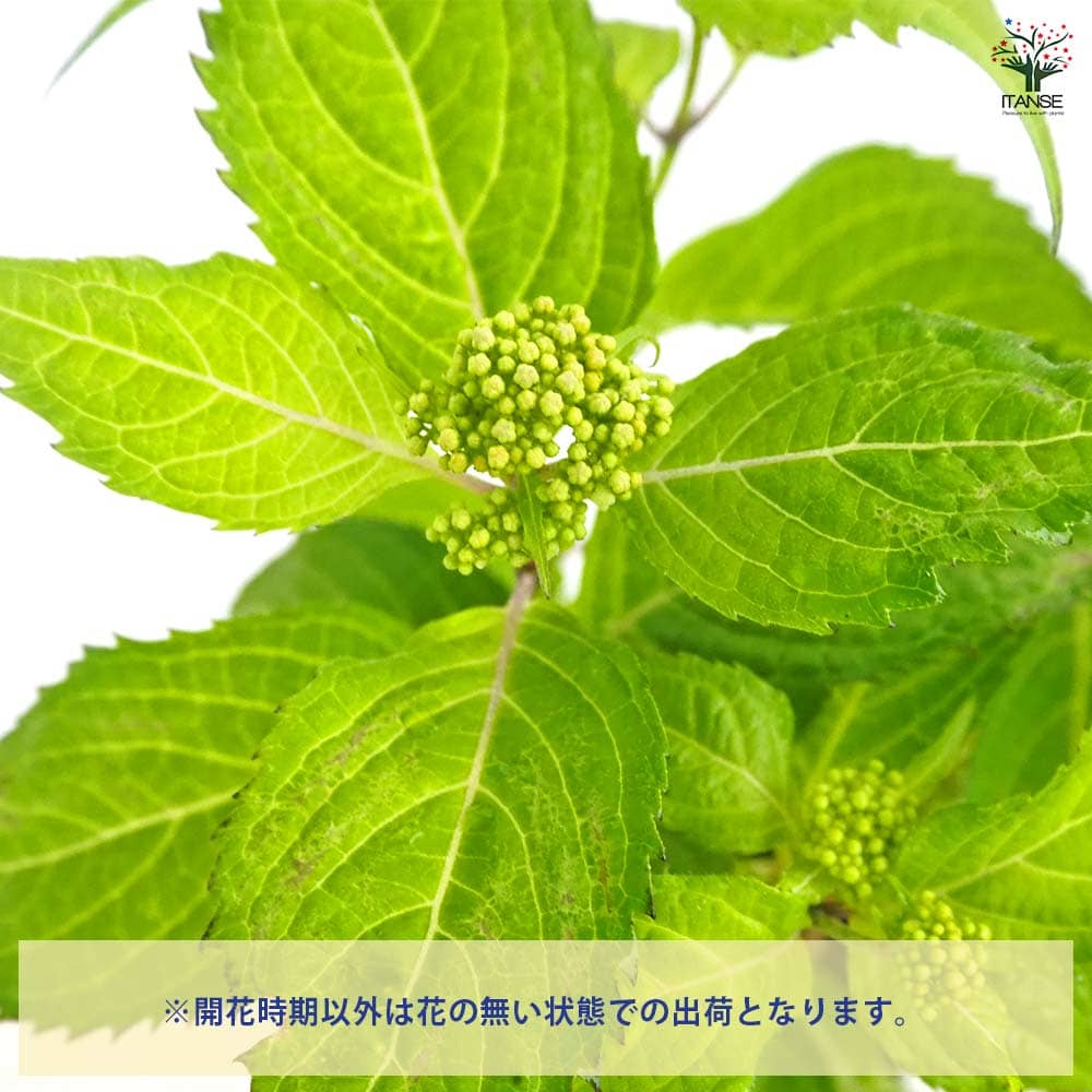 山アジサイ 白甘茶 【花木苗 3号／1個売り】｜ 【植物のITANSE