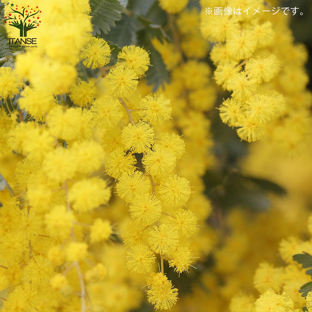 アカシア・ミモザアカシア【庭木 3.5号ポット／1個売り