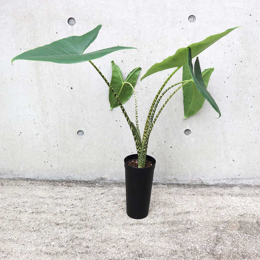 アロカシア・ゼブリナ【観葉植物 3.5号ロングポット仕立て／1個売り】