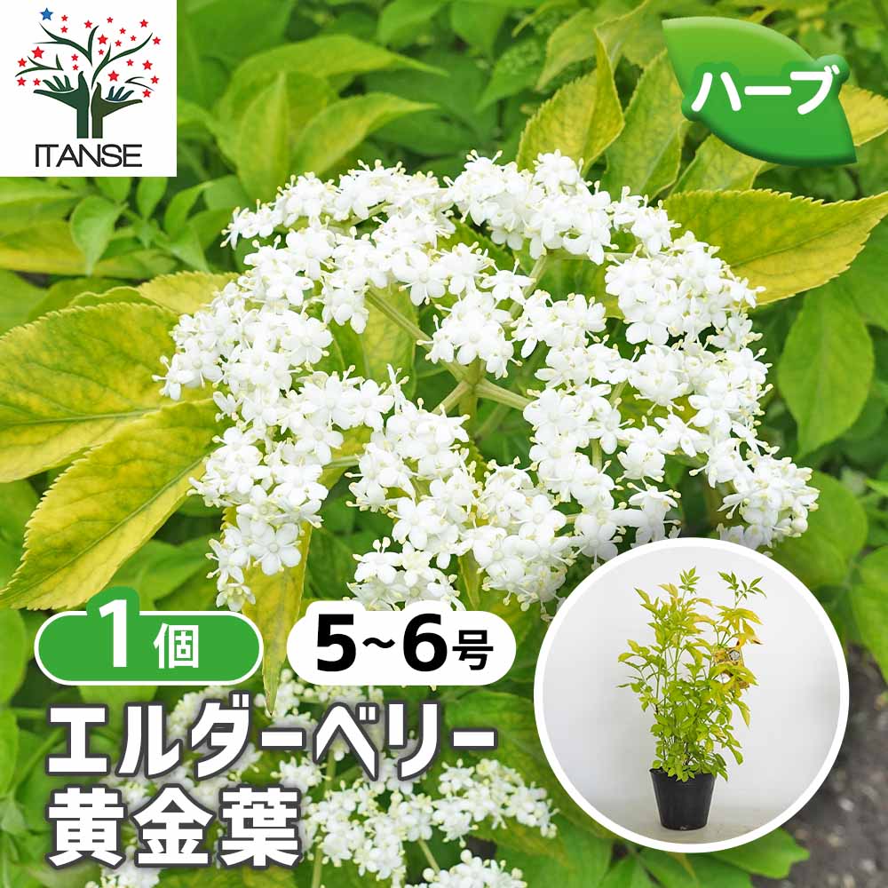 エルダーベリー 黄金葉 【ハーブの苗 5号／1個売り】｜ 【植物の
