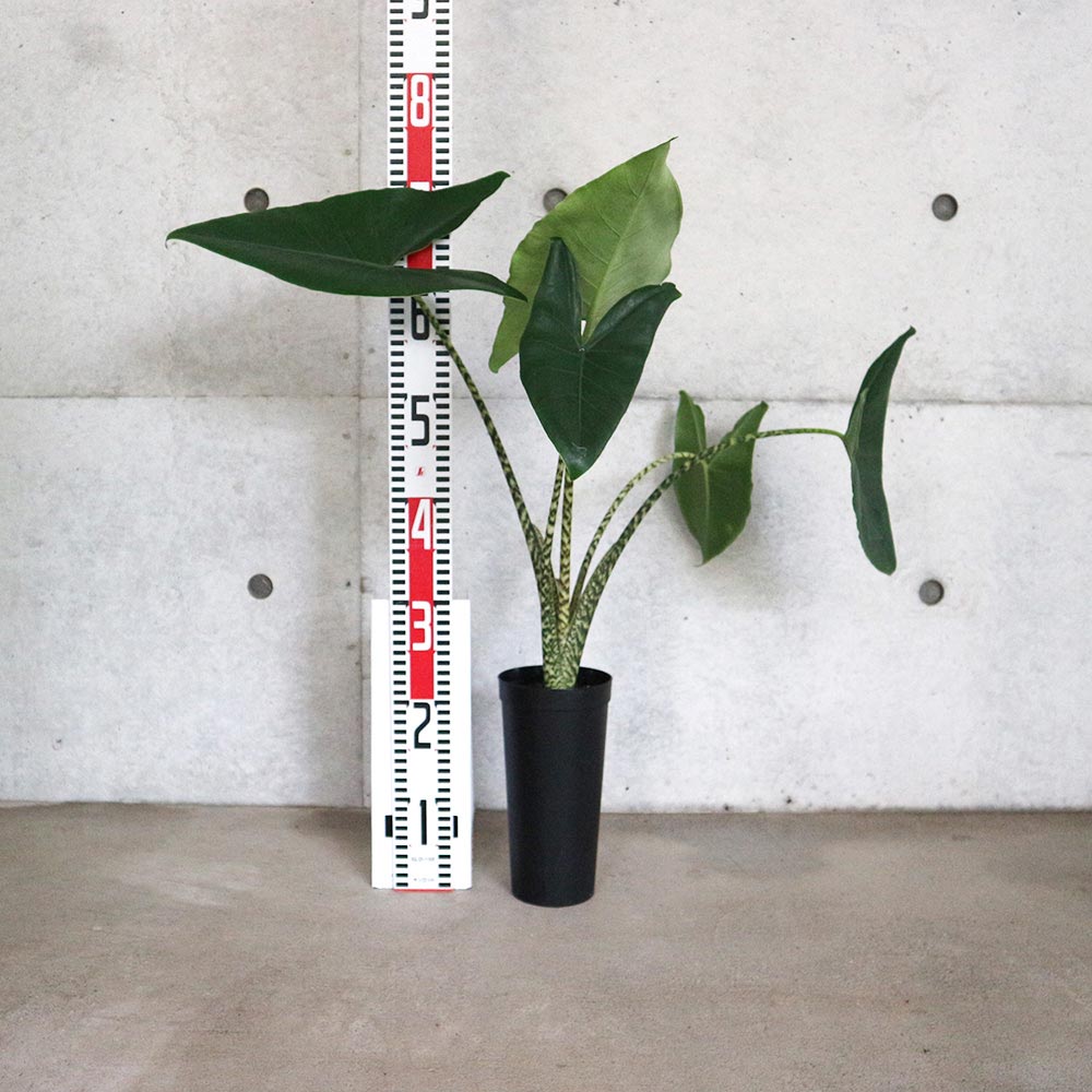 アロカシア・ゼブリナ【観葉植物 3.5号ロングポット仕立て／1個売り】