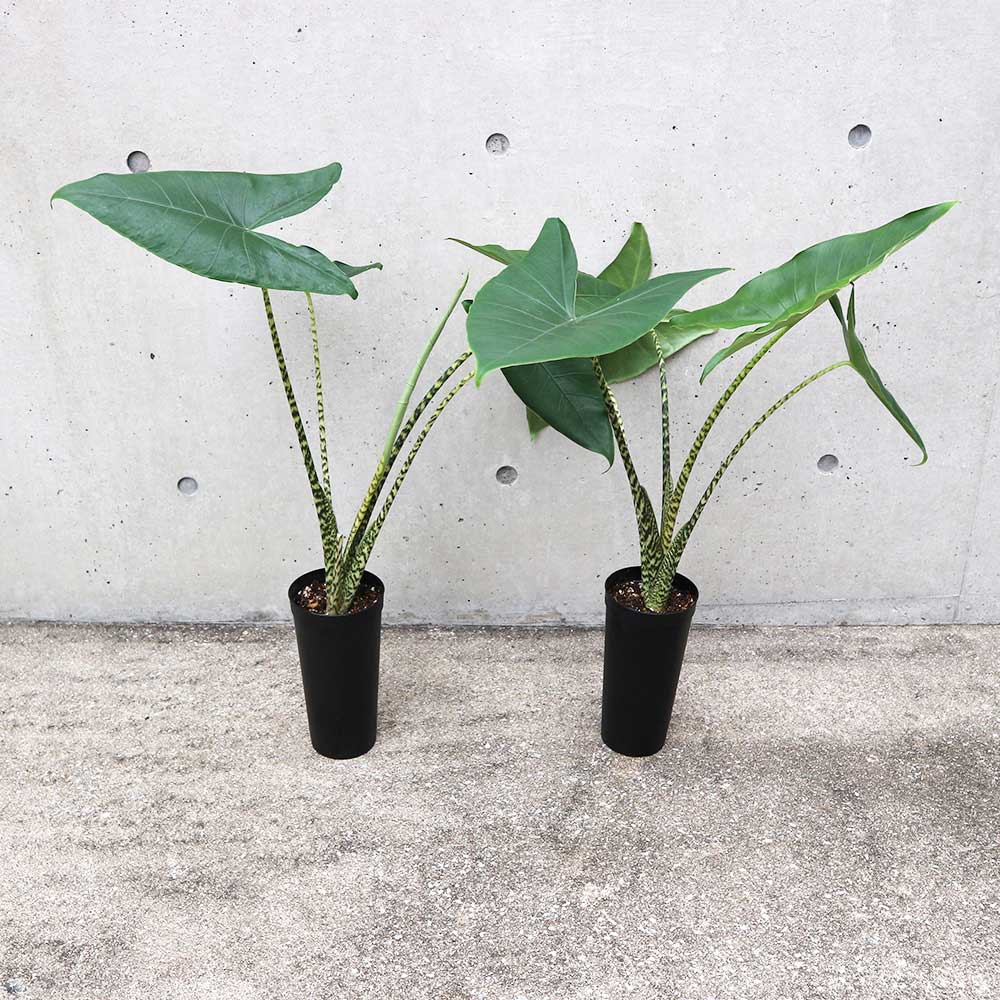 アロカシア・ゼブリナ【観葉植物 3.5号ロングポット仕立て／1個売り】