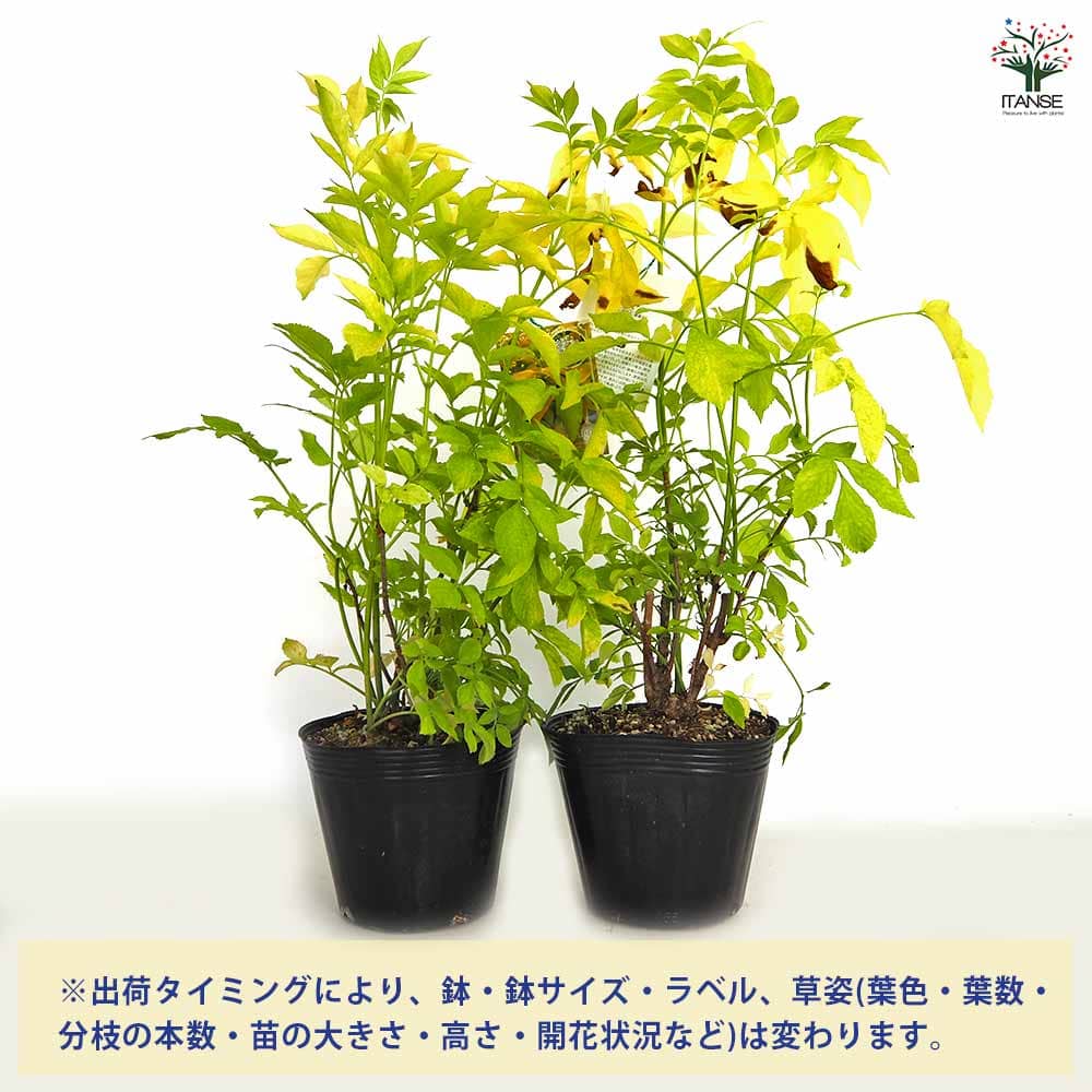 エルダーベリー 黄金葉 【ハーブの苗 5号／1個売り】｜ 【植物の