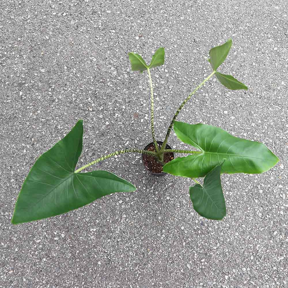 アロカシア・ゼブリナ【観葉植物 3.5号ロングポット仕立て／1個売り】