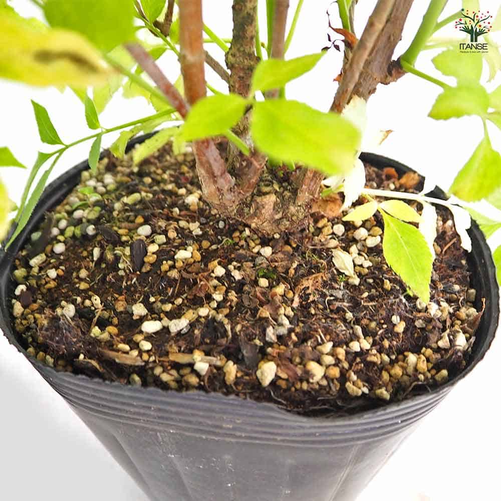 エルダーベリー 黄金葉 【ハーブの苗 5号／1個売り】｜ 【植物の