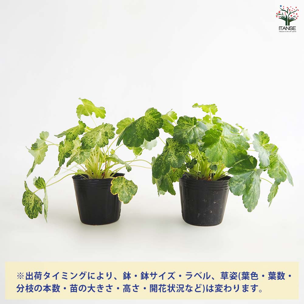 ヒューケラ モネ 【花苗 3号】