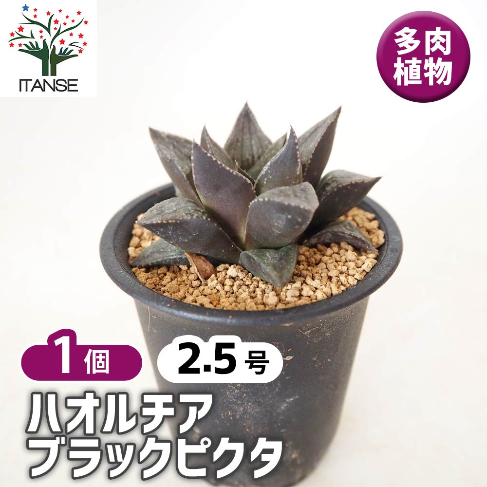 ハオルチア韓国苗　ピクタ実生中苗　多肉植物　ポコ多肉 ハオルチア韓国苗 ピクタ実生中苗 多肉植物 ポコ多肉 2020年実生苗 形