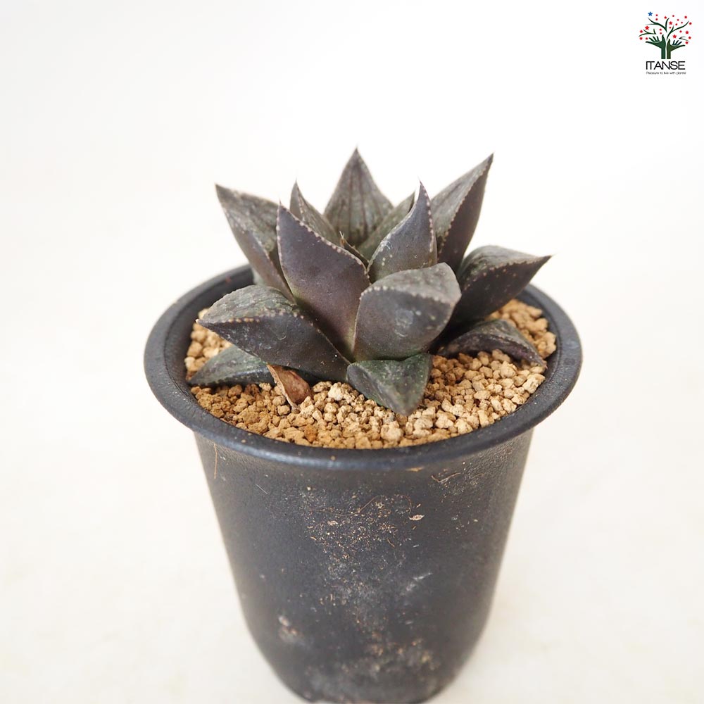ハオルチア ブラックピクタ 【多肉植物 2.5号／1個売り】｜ 【植物の
