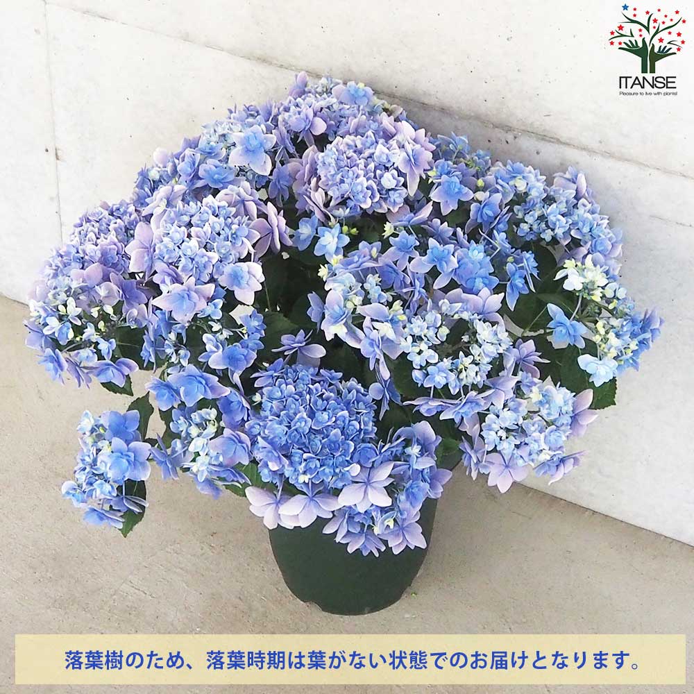 ㉔PVPアジサイ「コンペイトウスマイル」10.5cmポット KAMOセレ 正規品 ㉔PVPアジサイ「コンペイトウスマイル」10.5cmポット KAMOセレ 正規品