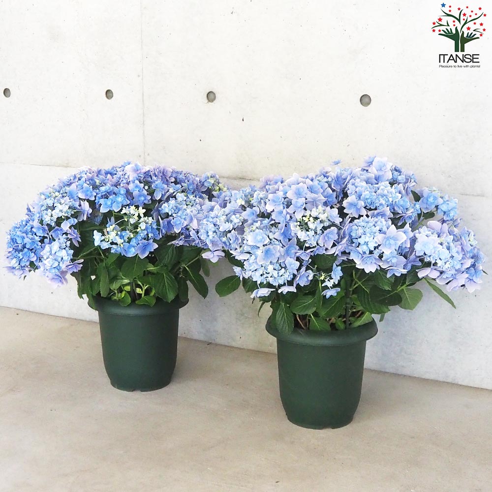 アジサイ コンペイトウ・スマイル【花苗 8号鉢／1個売り】｜ 【植物の