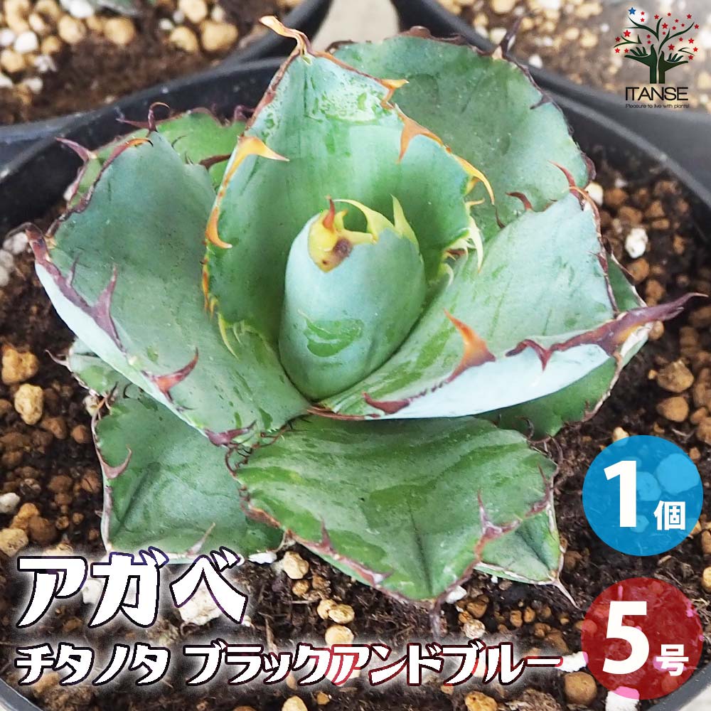 アガベ チタノタ・ブラックアンドブルー【多肉植物 5号鉢／1個