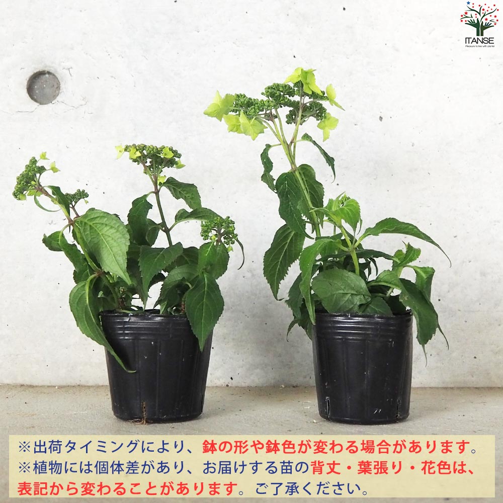 山アジサイの苗 品種：津江の緑澄(ツエノミドリズミ)【花苗 3号ポット