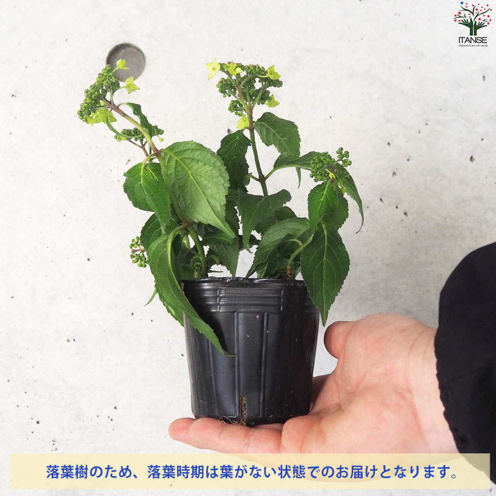 山アジサイの苗 品種：津江の緑澄(ツエノミドリズミ)【花苗 3号ポット