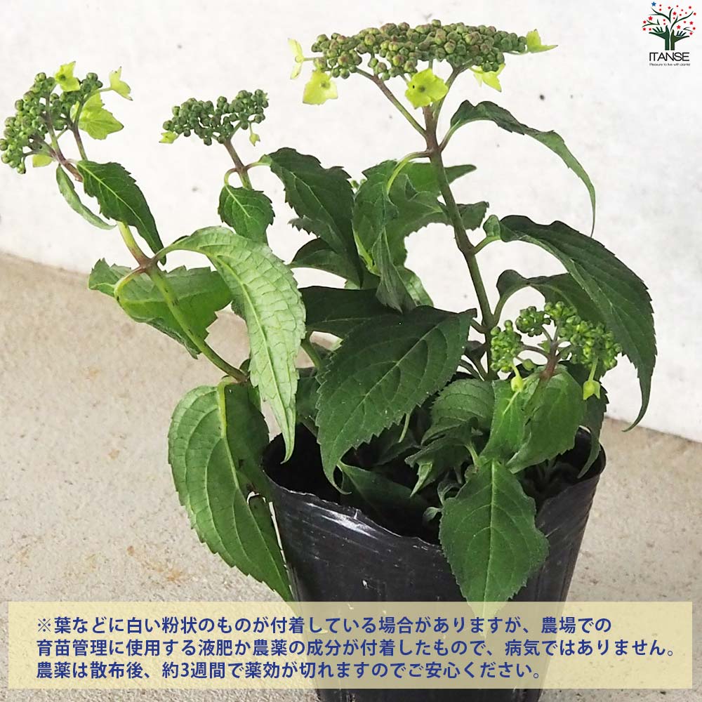 山アジサイの苗 品種：津江の緑澄(ツエノミドリズミ)【花苗 3号ポット
