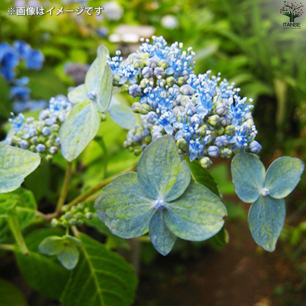 山アジサイの苗 品種：津江の緑澄(ツエノミドリズミ)【花苗 3号ポット