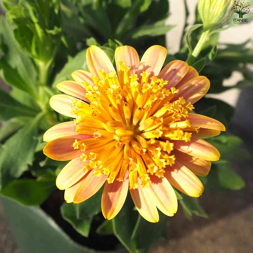 オステオスペルマム キャラメルキッス 【花苗 3.5号ポット】｜ 【植物